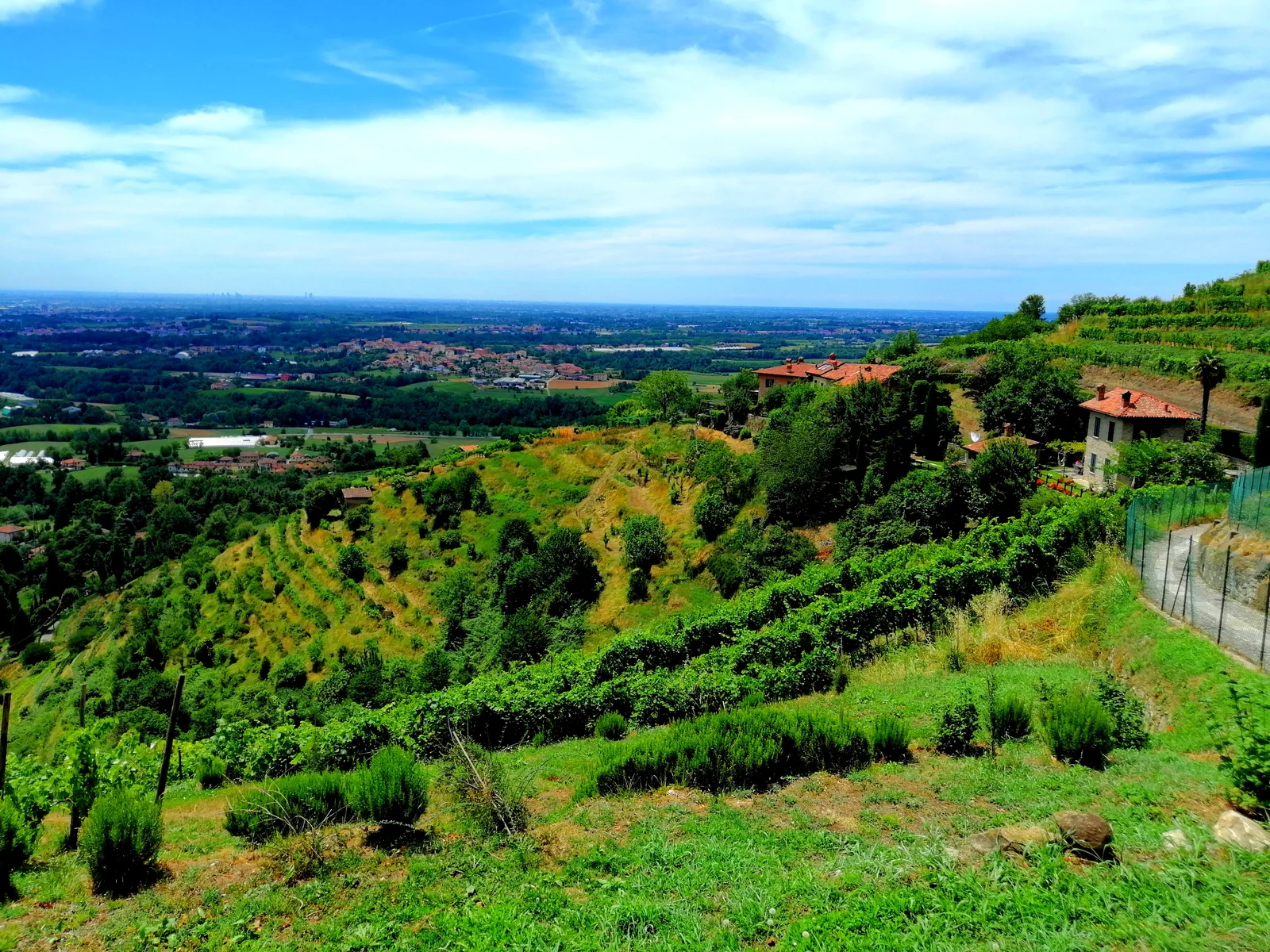 Filari di vite e versanti coltivati a Montevecchia